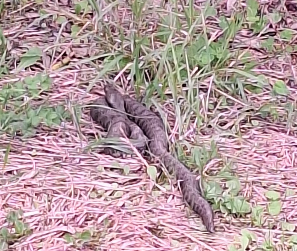 Natrix tassellata o vipera aspis